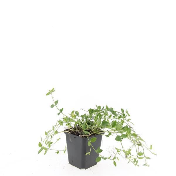 48x Vinca minor 'Gertrude Jekyll' - ↕10-25cm - Ø9cm