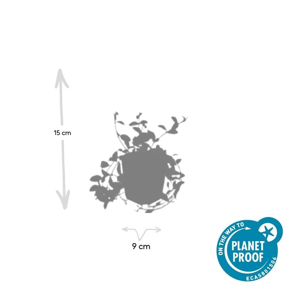 24x Vinca minor 'Aureovariegata' - ↕10-25cm - Ø9cm