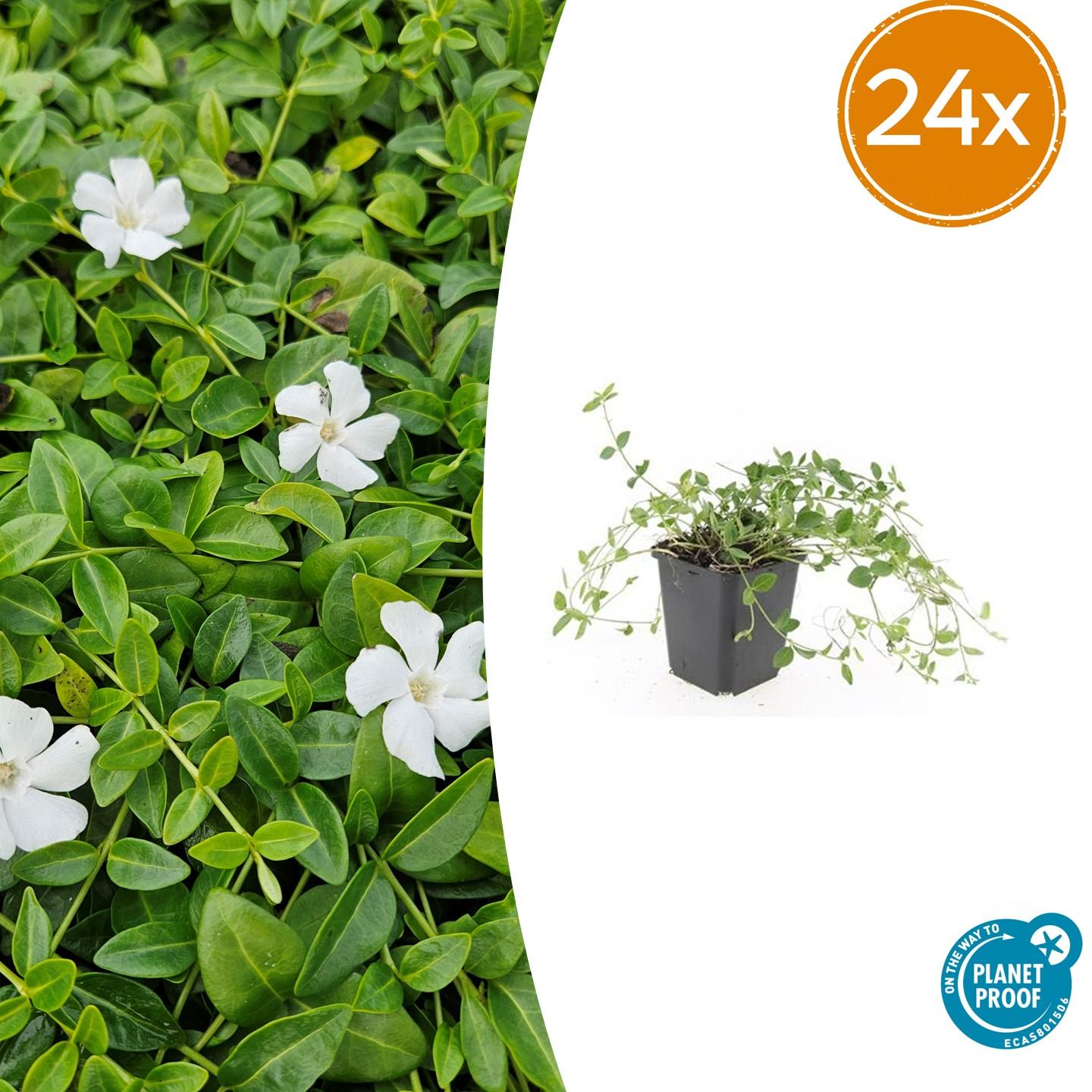 24x Vinca minor 'Gertrude Jekyll' - ↕10-25cm - Ø9cm