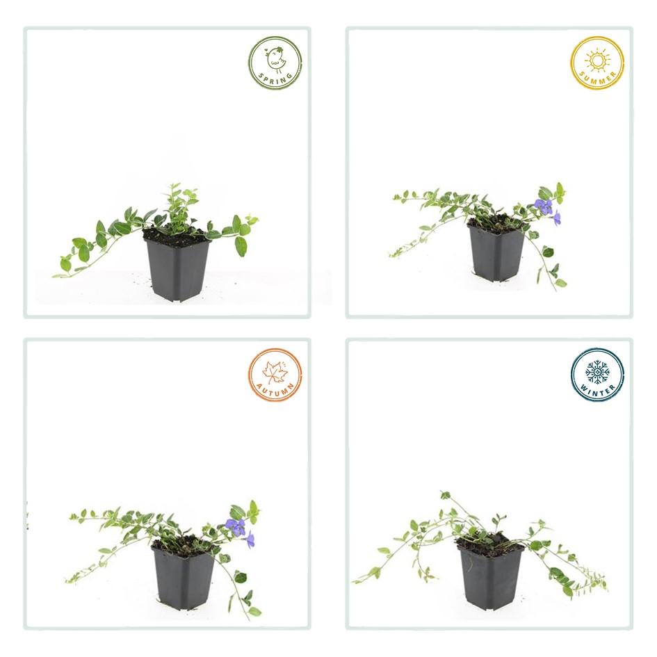48x Vinca minor 'Ralph Shugert' - ↕10-25cm - Ø9cm
