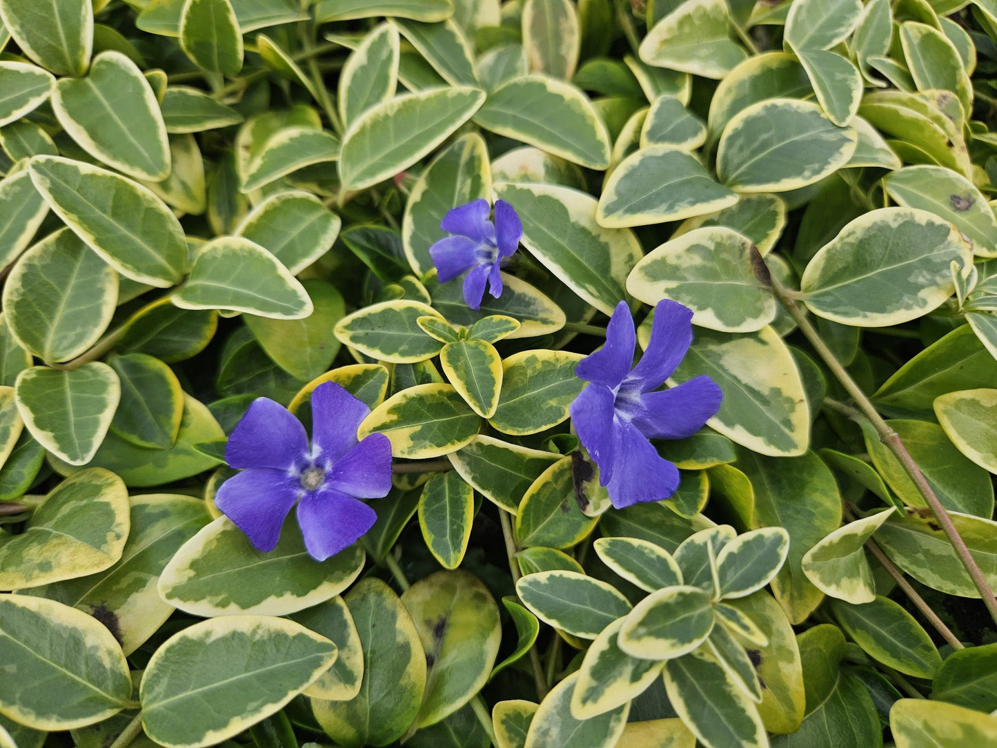 24x Vinca minor 'Aureovariegata' - ↕10-25cm - Ø9cm
