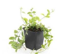 24x Vinca minor 'Aureovariegata' - ↕10-25cm - Ø9cm