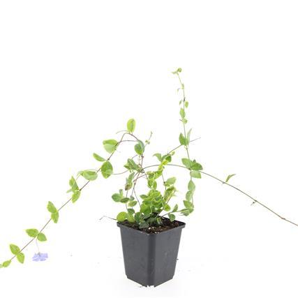 48x Vinca minor 'Blue and Gold' - ↕10-25cm - Ø9cm