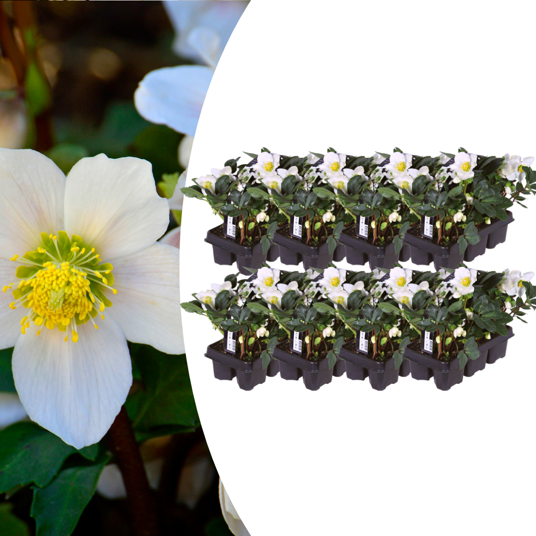 Helleborus niger ‘Christmas Carol’ – 48 Christrosen im Set (8 x Sixpack)