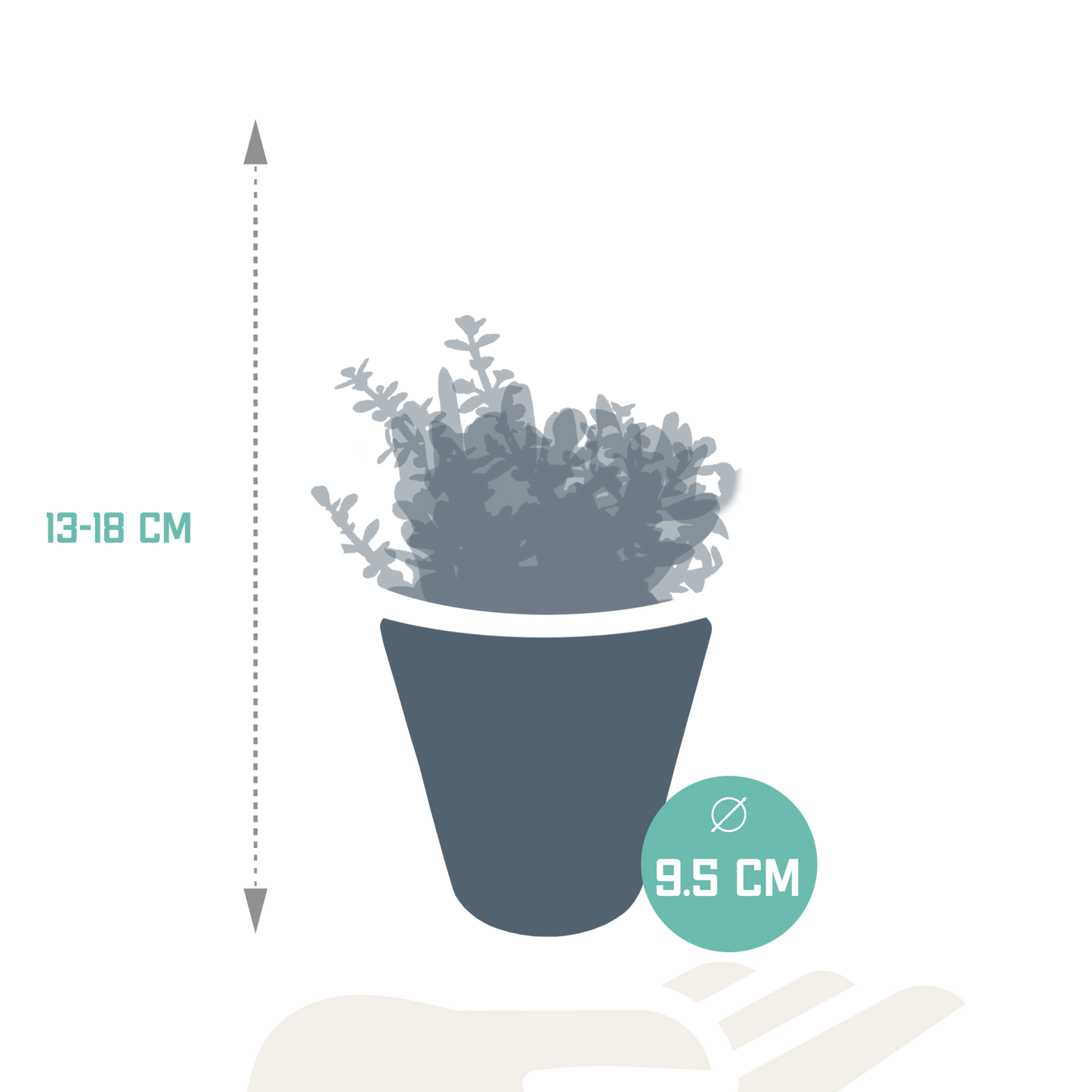 Crassula-Mix 8,5 cm - 3x - in witte pot