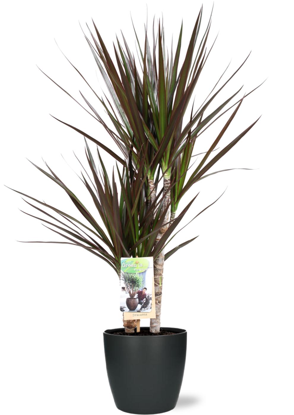 Dracaena Magenta - Ø17cm - ↕80cm + Pot Brussels D18x17cm - Anthrazit