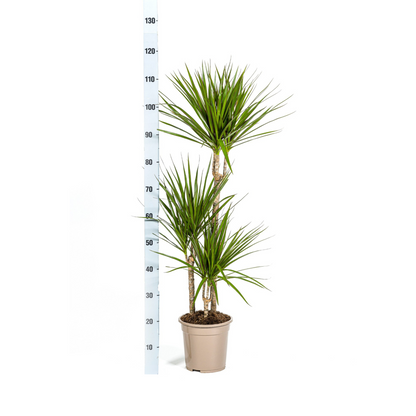 Dracaena Marginata Green mit Korb Ø21cm - ↕110 - 130cm