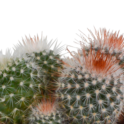 Bolcactus-Mischung 8,5 cm - in terracotta pot