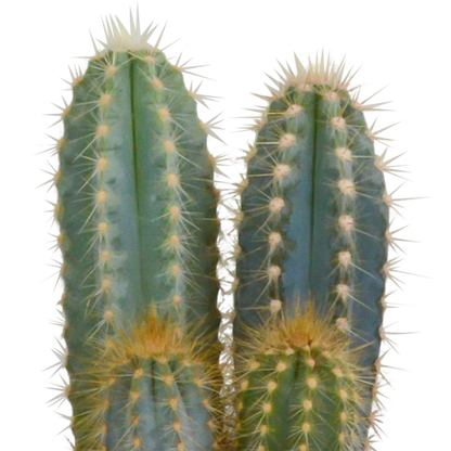 Kakteenmischung 10,5 cm - 3x - 12cm zonder pot