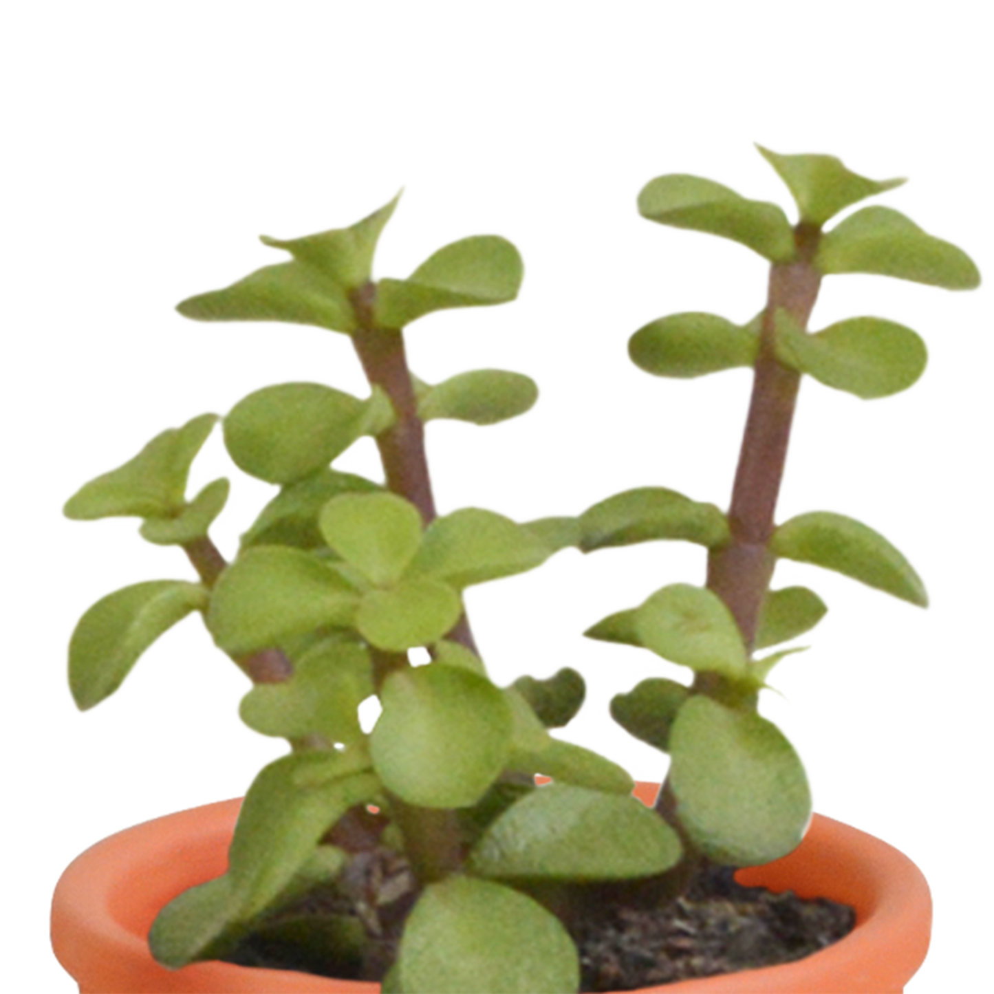 Cactus en vetplanten Mischung 5,5 cm | 15 stück - in terracotta pot