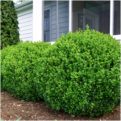 8 x 6er-Pack Buxus NewGen Freedom – Winterharte Immergrüne Sträucher 48 x Ø7 cm - ↕15 cm | Kompakter Buchsbaum