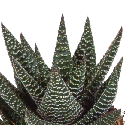 Gasteria/Haworthia-Mischung 8,5cm - 3x - in witte pot