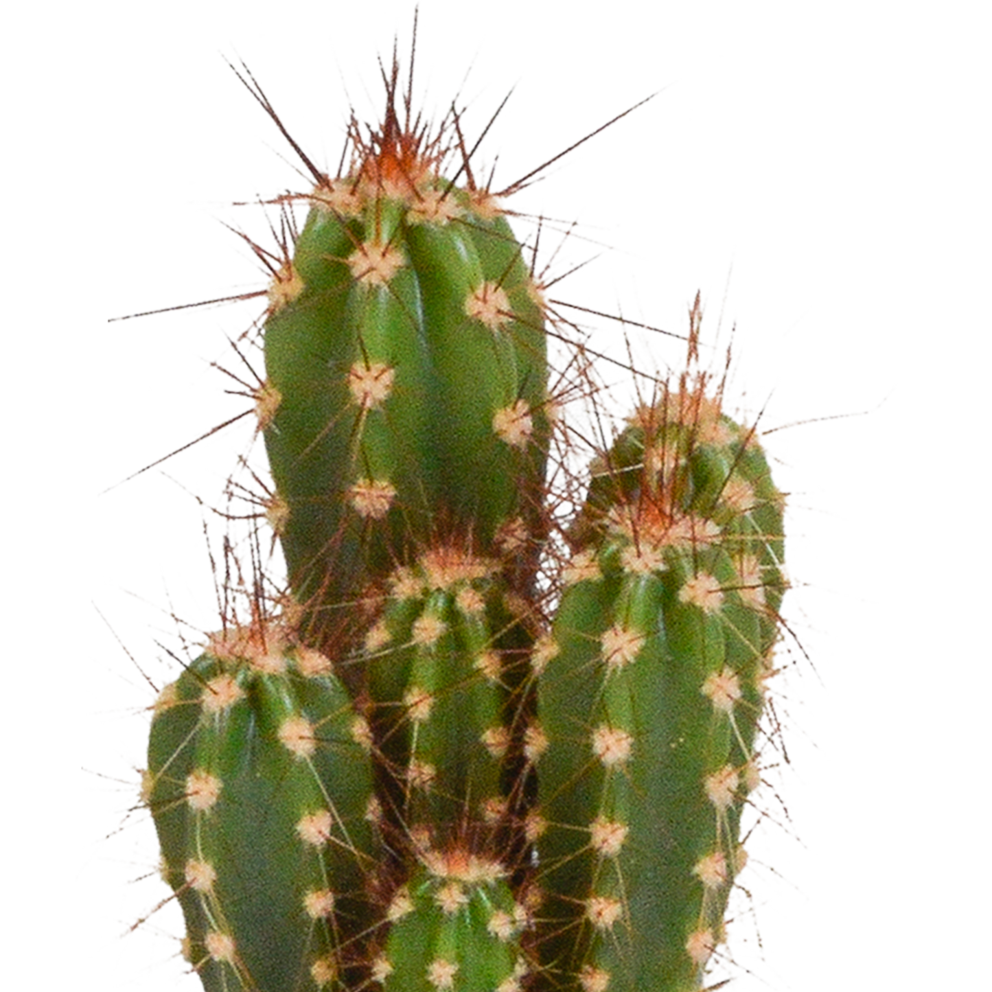 Cactus en vetplanten Mischung 5,5 cm | 15 stück - in witte pot