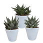 Gasteria/Haworthia-Mischung 8,5cm - 3x - in witte pot
