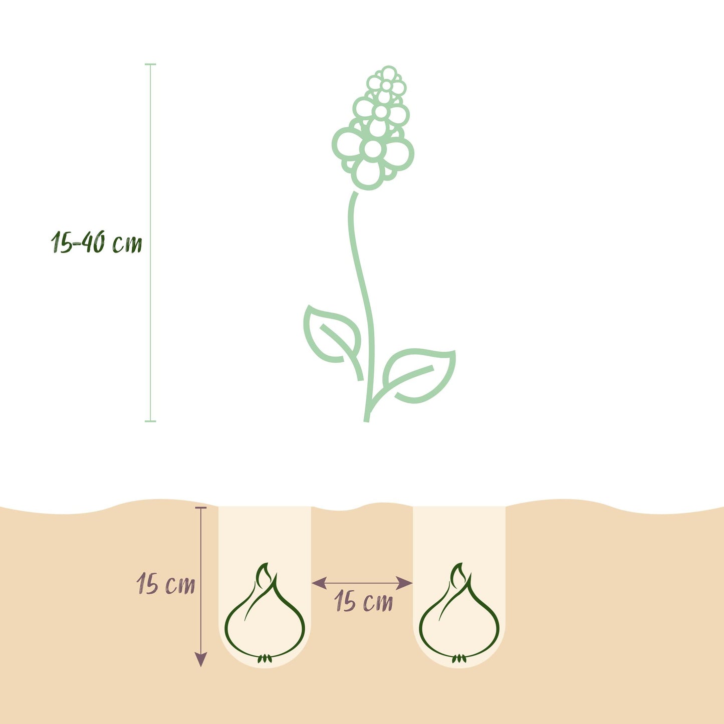 GreenboutiQ - Blumenzwiebeln - Zwiebel Garten Blue Mix - Bulbs Hardy Perennial - Verschiedene Arten - Farbe Blau - 125 Stück - Geschenkverpackung