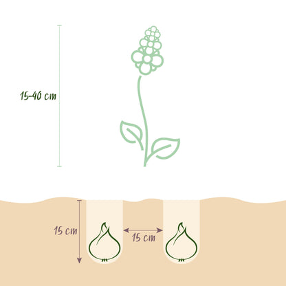 GreenboutiQ - Blumenzwiebeln - Zwiebel Garten Blue Mix - Bulbs Hardy Perennial - Verschiedene Arten - Farbe Blau - 125 Stück - Geschenkverpackung