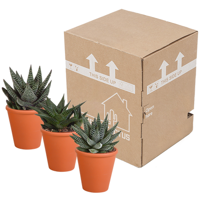 Gasteria/Haworthia-Mischung 8,5cm - 3x - in terracotta pot