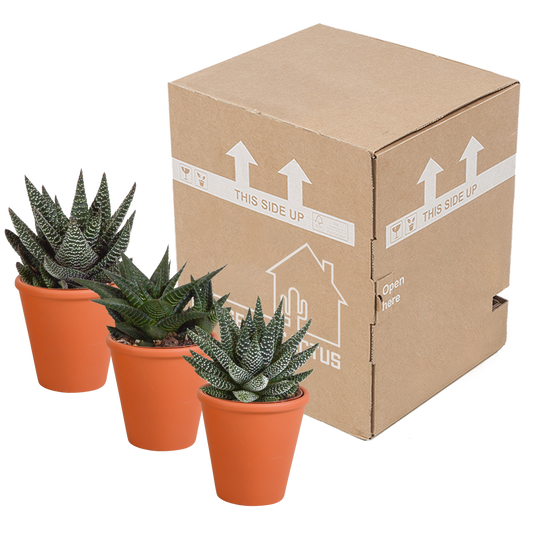 Gasteria/Haworthia-Mischung 8,5cm - 3x - in terracotta pot
