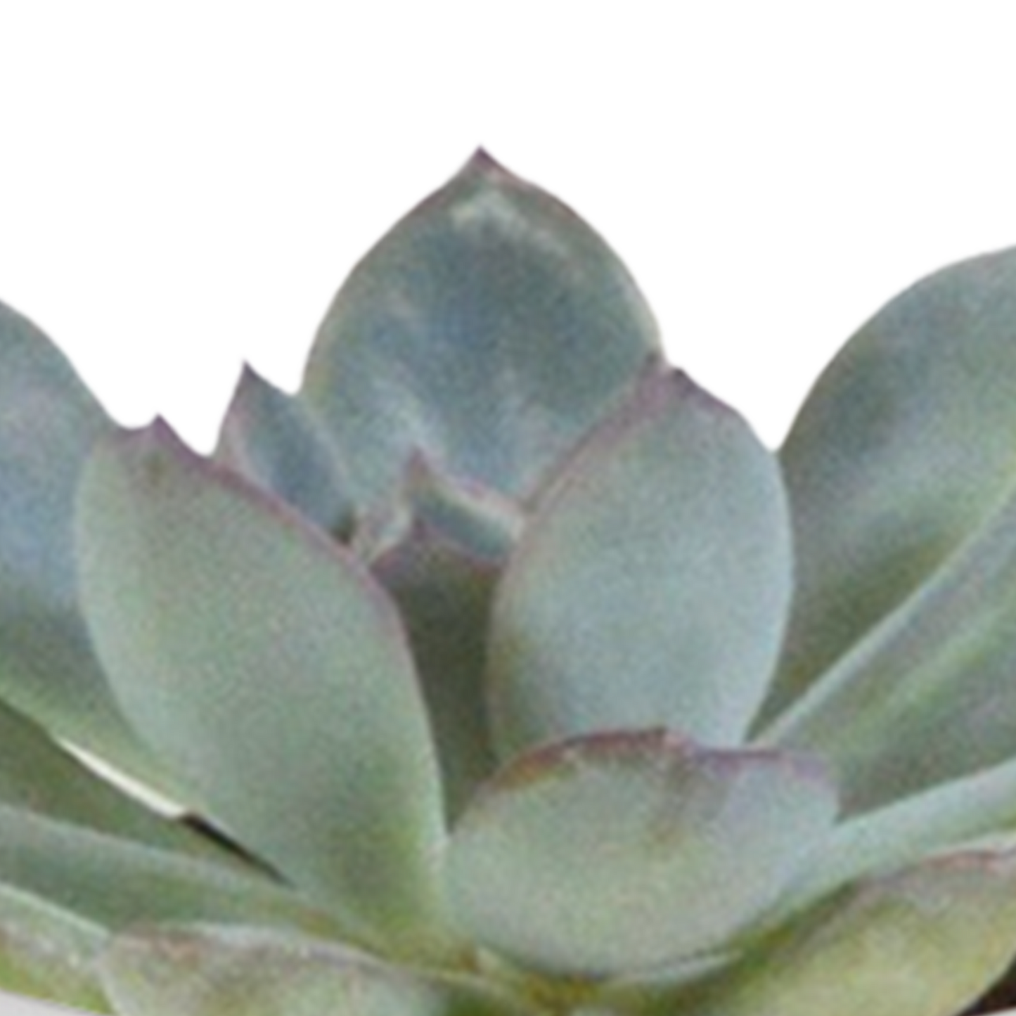 Cactus en vetplanten Mischung 5,5 cm | 15 stück - in witte pot