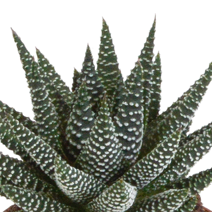 Gasteria/Haworthia-Mischung 8,5cm - 3x - in witte pot