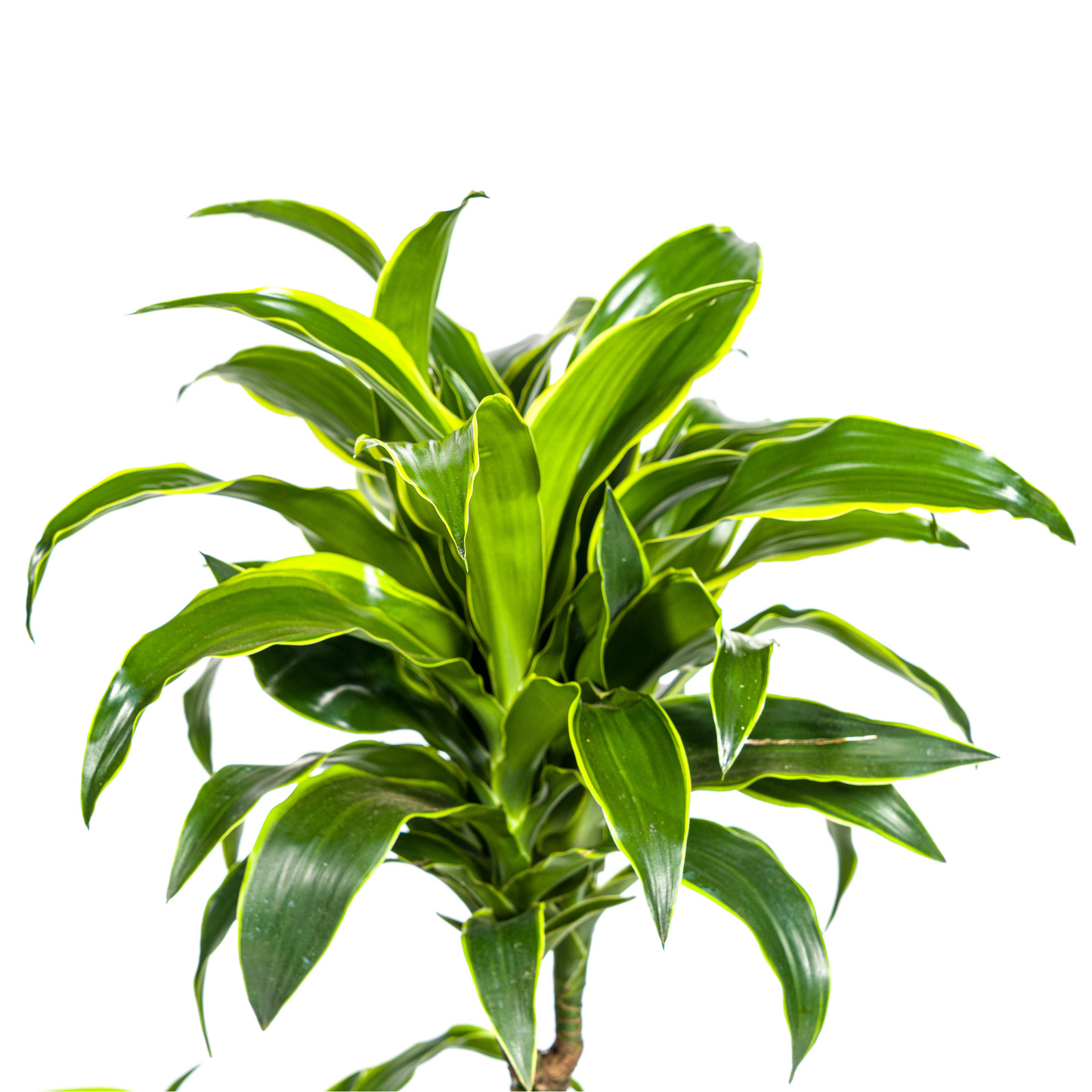 Dracaena Deremensis Dorado mit Korb Ø21cm - ↕100 - 120cm