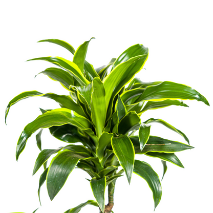 Dracaena Deremensis Dorado mit Korb Ø21cm - ↕100 - 120cm