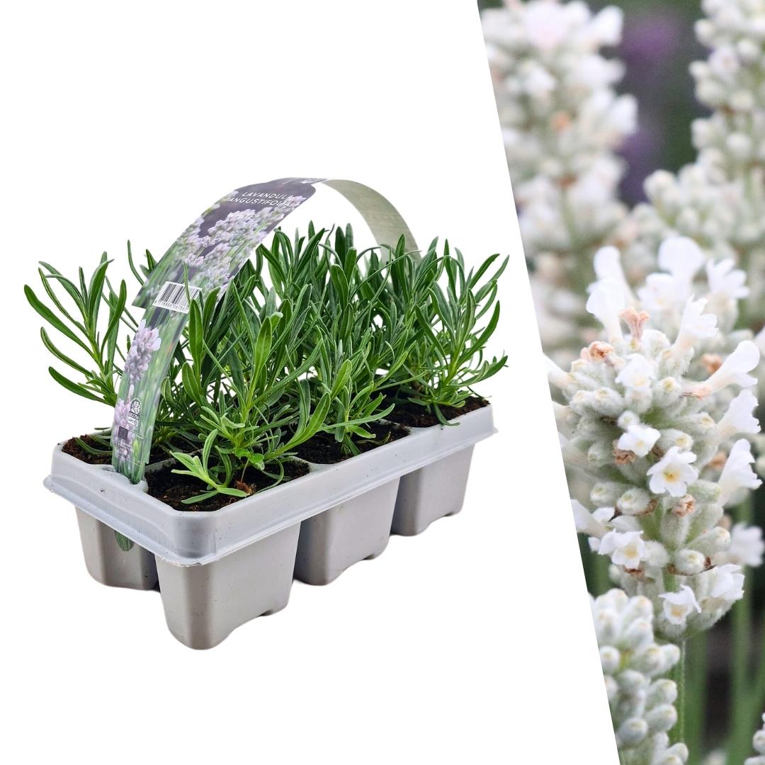 6 pack Lavendel angustifolia white - 6 x Ø7 cm - ↕15 cm