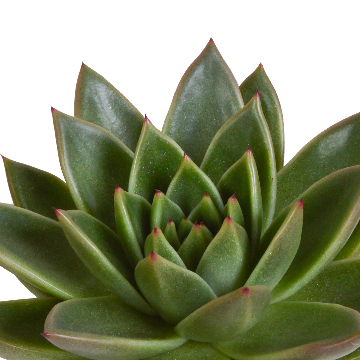 Echeveria-Mix 10,5 cm - 3x - in witte pot