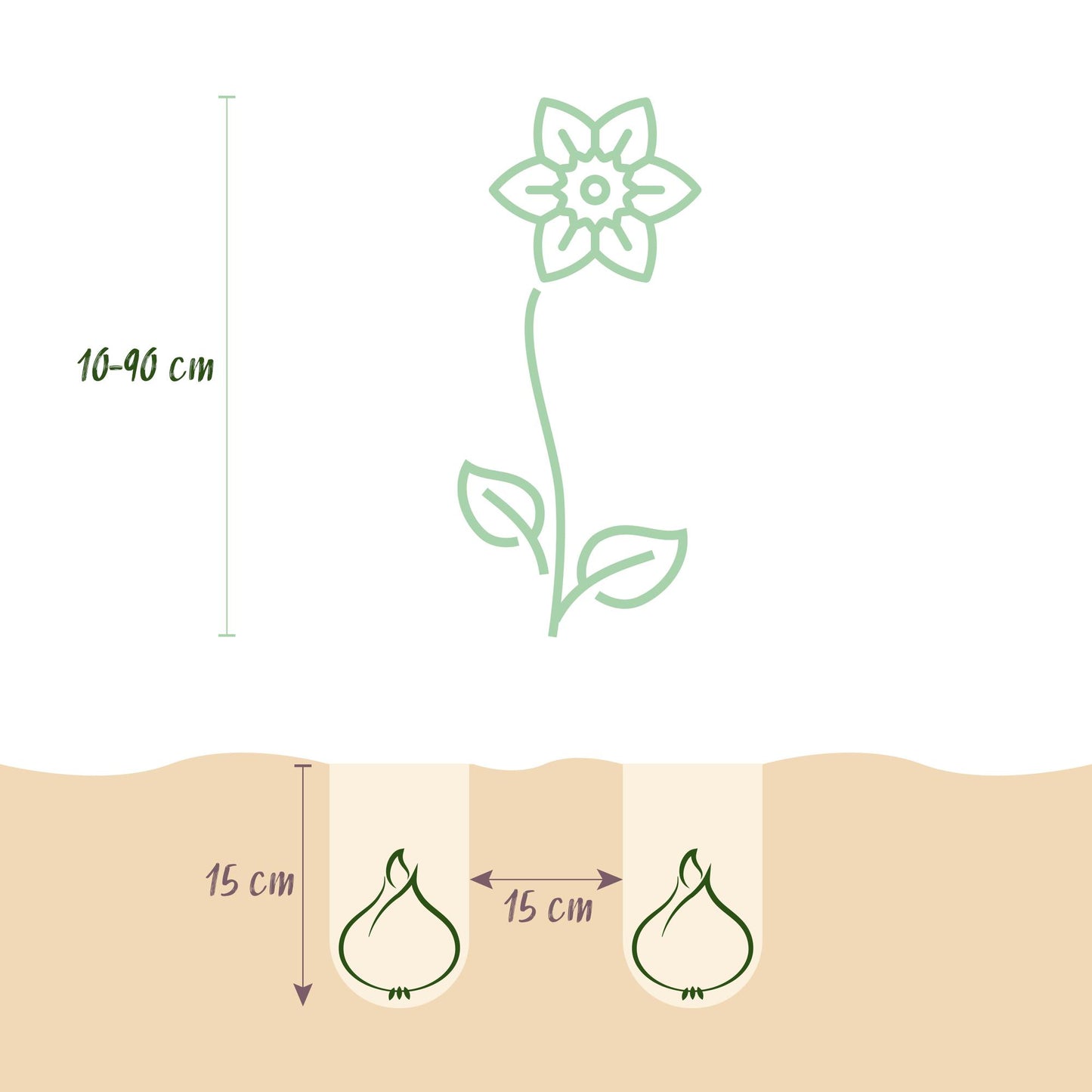 GreenboutiQ - Blumenzwiebeln - Zwiebel Garten Pink Mischung - Bulbs Hardy Perennial - Verschiedene Arten - Farbe Rosa - 125 Stück - Geschenkverpackung