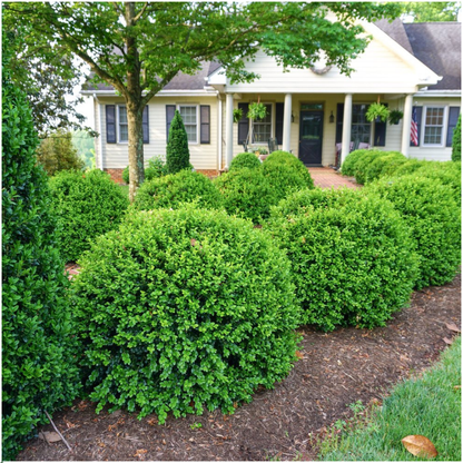 12 x 6er-Pack Buxus NewGen Freedom – Winterharte Immergrüne Sträucher 72 x Ø7 cm - ↕15 cm | Kompakter Buchsbaum