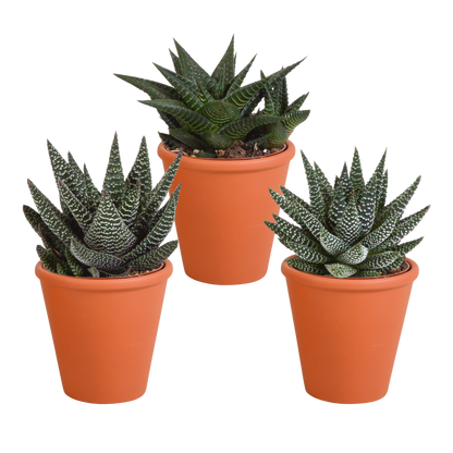 Gasteria/Haworthia-Mischung 8,5cm - 3x - in terracotta pot