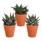 Gasteria/Haworthia-Mischung 8,5cm - 3x - in terracotta pot