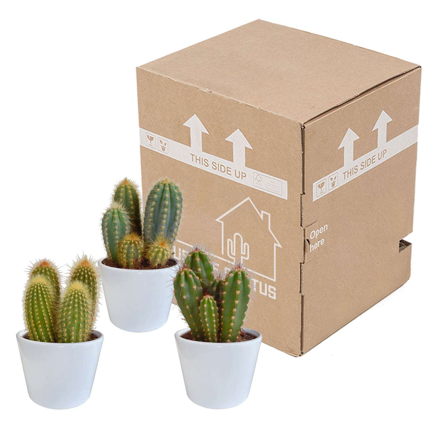 Cereus-Mischung 10,5 cm - 3x - in witte pot