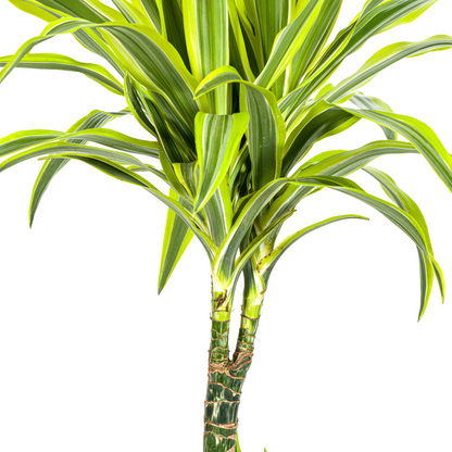 Dracaena Deremensis Lemon Lime Ø21cm - ↕90 - 110cm