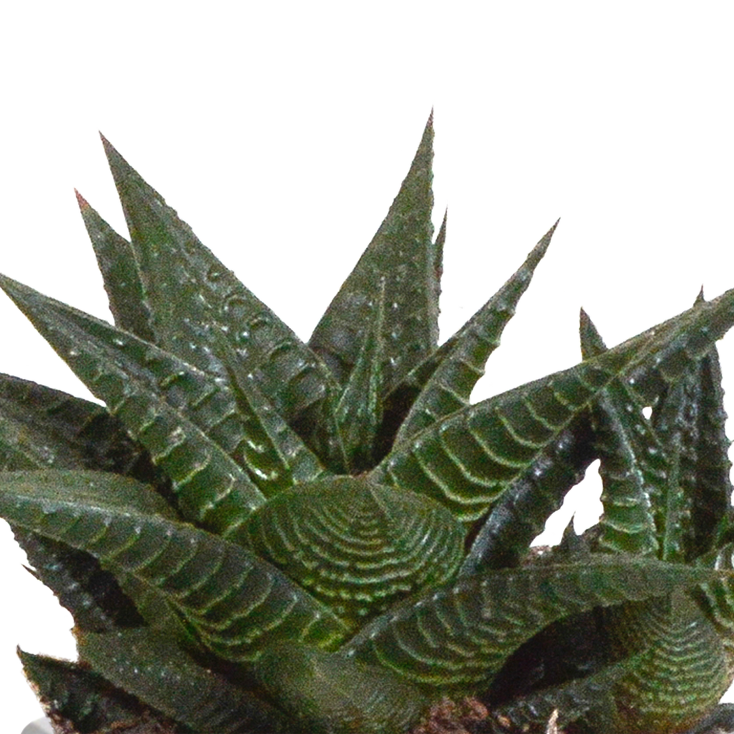 Gasteria/Haworthia-Mischung 8,5cm - 3x - in terracotta pot