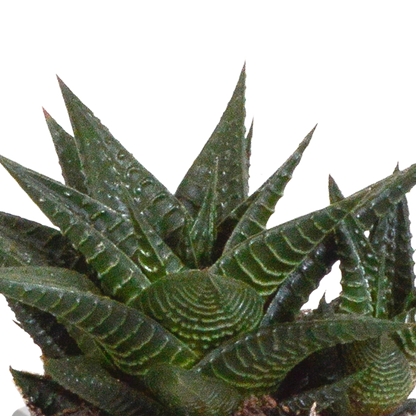 Gasteria/Haworthia-Mischung 8,5cm - 3x - in terracotta pot