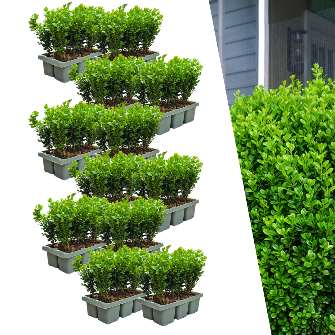 12 x 6er-Pack Buxus NewGen Freedom – Winterharte Immergrüne Sträucher 72 x Ø7 cm - ↕15 cm | Kompakter Buchsbaum