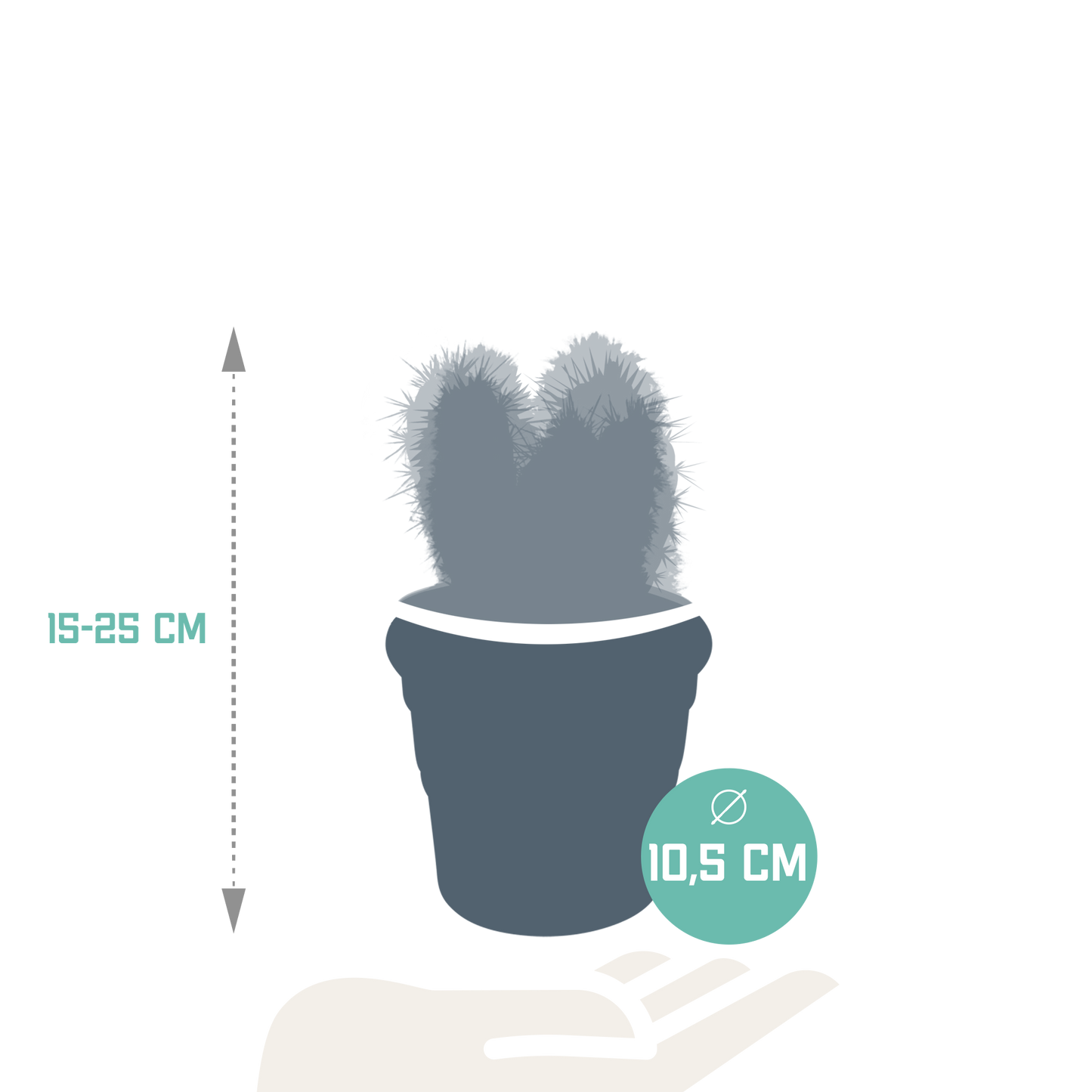 Cereus-Mischung 10,5 cm - 3x - in terracotta pot
