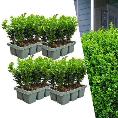 4 x 6er-Pack Buxus NewGen Freedom – Winterharte Immergrüne Sträucher 24 x Ø7 cm - ↕15 cm | Kompakter Buchsbaum