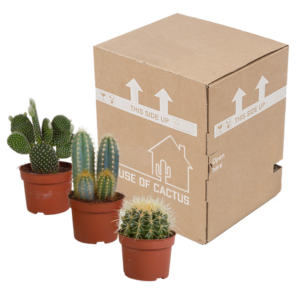 Kakteenmischung 10,5 cm - 3x - 12cm zonder pot