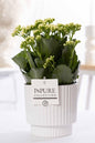 Kalanchoe White In P&PURE Ivy Ceramics Green - Ø12cm - ↕27cm