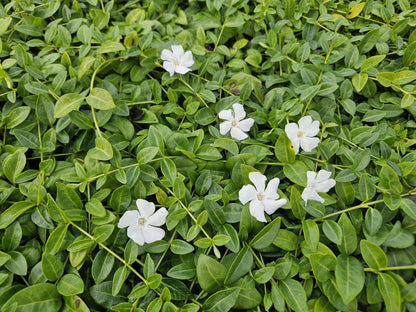 48x Vinca minor 'Gertrude Jekyll' - ↕10-25cm - Ø9cm