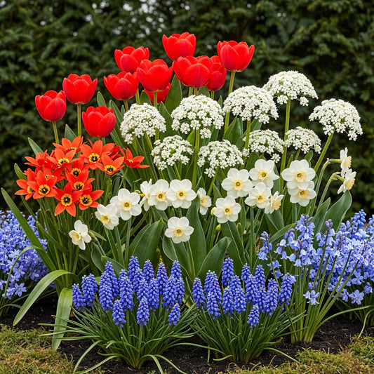 GreenboutiQ - Blumenzwiebeln - Zwiebeln aus Holland - Bulbs Hardy Perennial - Verschiedene Farben - 125 Stück - Geschenkverpackung