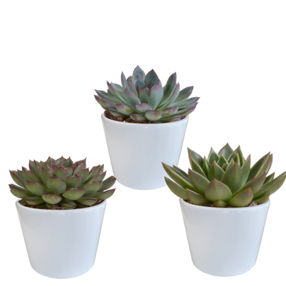 Echeveria-Mix 10,5 cm - 3x - in witte pot
