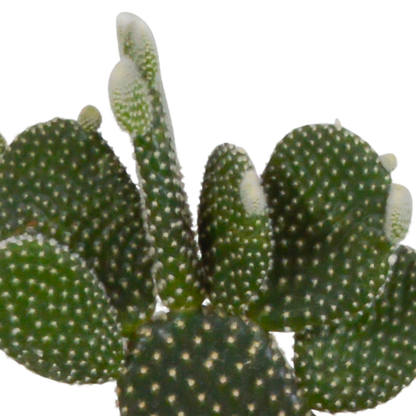 Kakteenmischung 10,5 cm - 3x - in witte pot