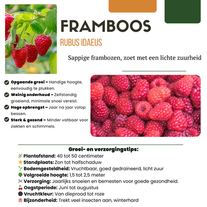 „Früchte-Party“ BIO Obstpflanzen-Mix – Set mit 3 verschiedenen Sorten
