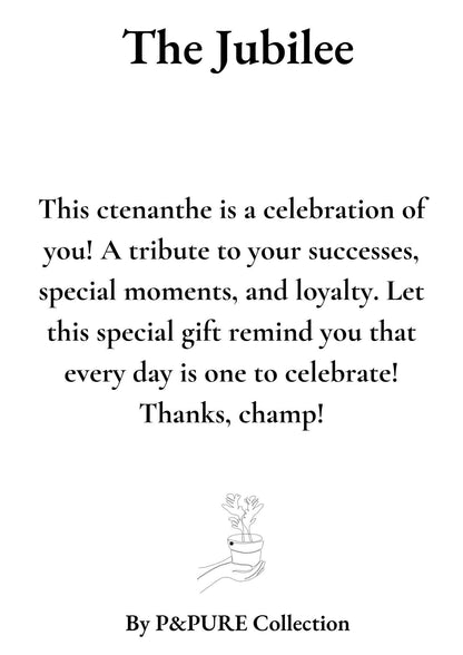 Ctenanthe Burle Marxii Gift "The Jubilee" WITH GREETING CARD! - Ø12cm - ↕25cm