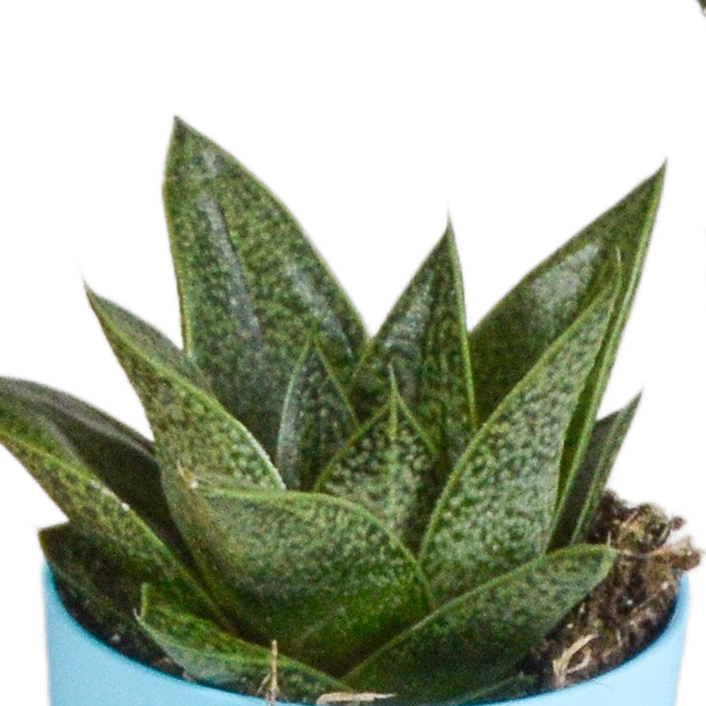 Gasteria/Haworthia-Mischung 5,5cm - 5x - in gekleurde plasticpot