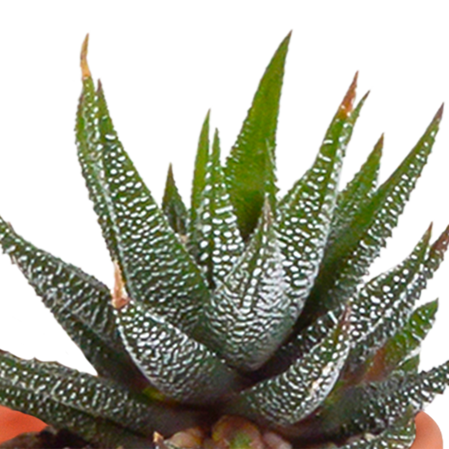 Cactus en vetplanten Mischung 5,5 cm | 15 stück - in terracotta pot