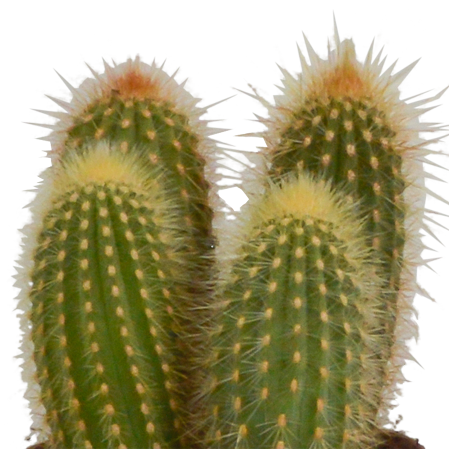 Cereus-Mischung 10,5 cm - 3x - in terracotta pot
